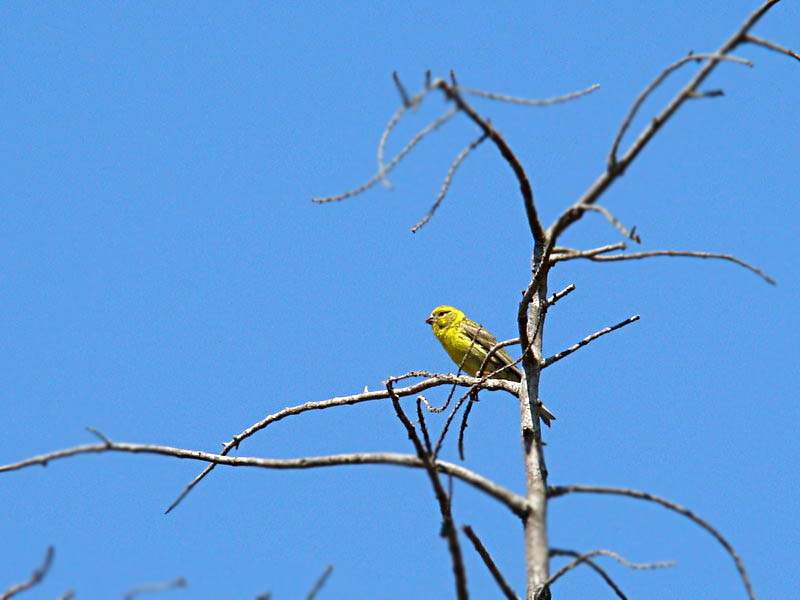 Verzellino...la seguenza del canto